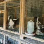 TAPERA: MADU PO RACUN, OMAH PO BEKUPON?!